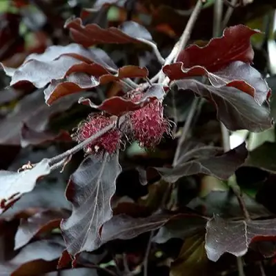 Бук лесной АТРОПУНИЦЕА в Новополоцке