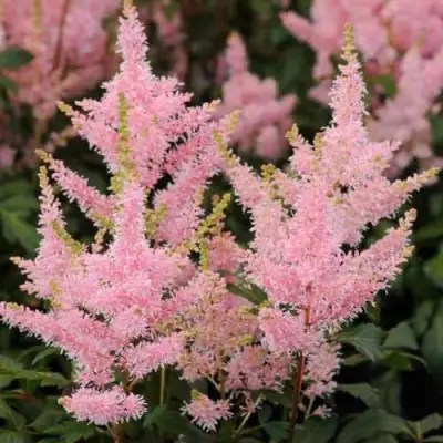 Астильба ЮНИК САЛМОН гибридная в Новополоцке