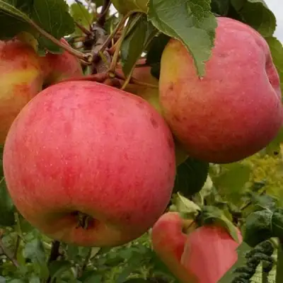 Яблоня БОЛОТОВСКОЕ в Новополоцке