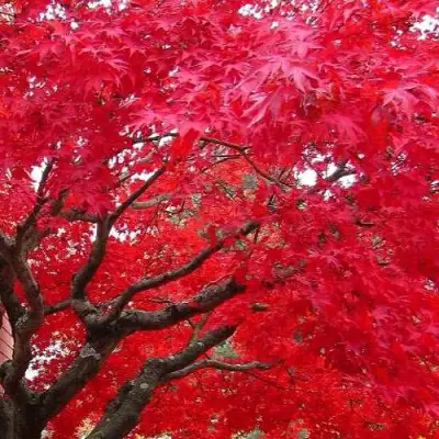 Клен гиннала  в Новополоцке