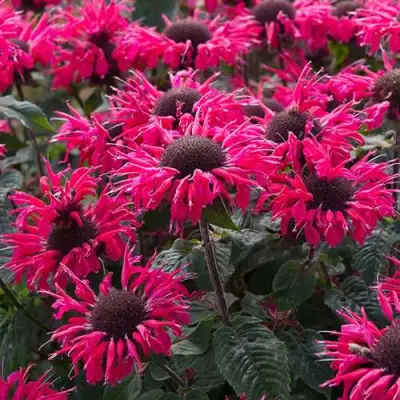 Монарда БИ МЭРИ гибридная в Новополоцке