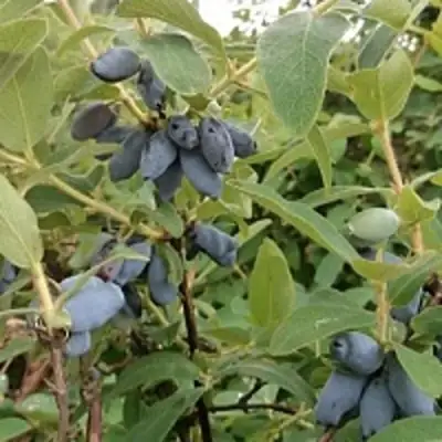 Жимолость съедобная НИМФА (ГАММА) в Новополоцке