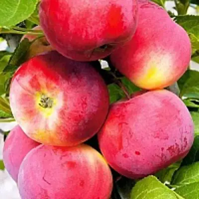 Яблоня СЕРЕБРЯНОЕ КОПЫТЦЕ в Новополоцке