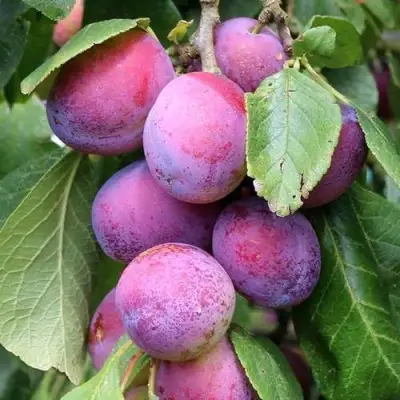 Слива БЛЮ СВИТ колонновидная в Новополоцке