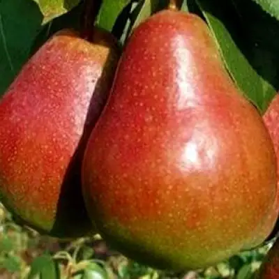 Груша ГЕРА в Новополоцке