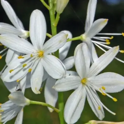 Венечник ветвистый в Новополоцке