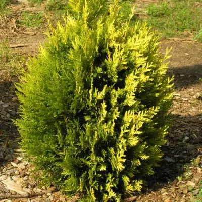 Туя КОППЕР ГОЛД западная в Новополоцке