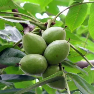 Орех маньчжурский МИЧУРИНЕЦ в Новополоцке