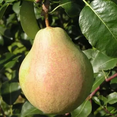 Груша ЛИРА в Новополоцке