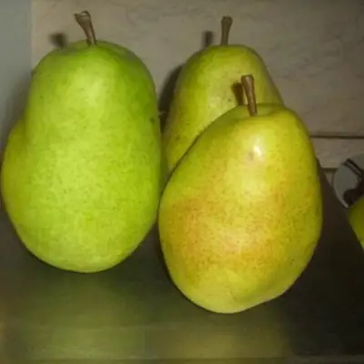 Груша БЕРЕ ЛЮКА в Новополоцке