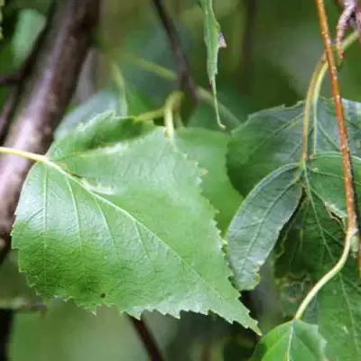 Береза ПОВИСЛАЯ в Новополоцке