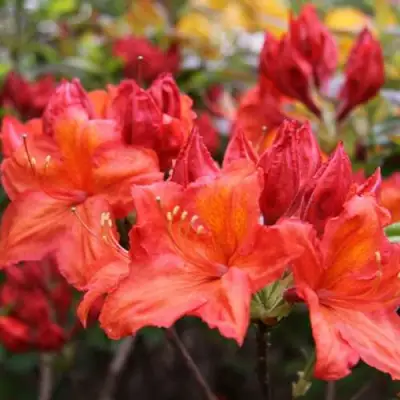 Азалия ЛИЛИНШТЕЙН японская в Новополоцке