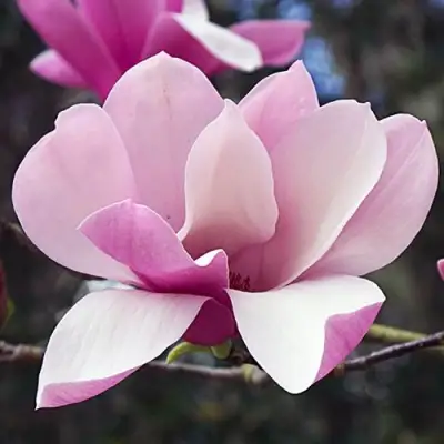 Магнолия РИККИ в Новополоцке