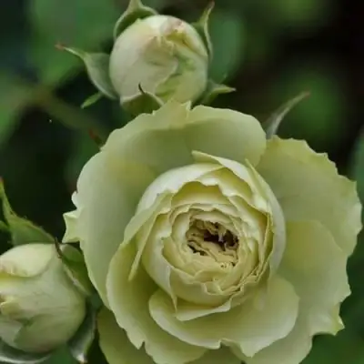 Роза ГРИН ДАЙМОНД миниатюрная в Новополоцке