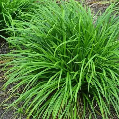 Осока АЙРИШ ГРИН в Новополоцке