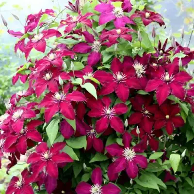 Клематис МАЗОВШЕ в Новополоцке