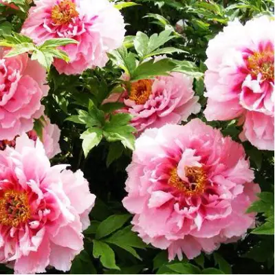 Пион СЕРЕБРИСТЫЙ РУЧЕЙ древовидный в Новополоцке