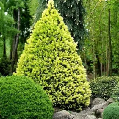 Ель РЕЙНБОУЗ ЭНД сизая в Новополоцке