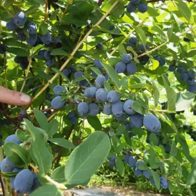 Жимолость съедобная КЛУБНИЧНАЯ СЕНСАЦИЯ в Новополоцке