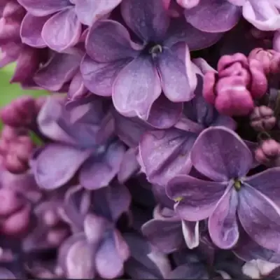 Сирень ВИОЛЕТТА в Новополоцке