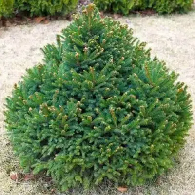 Ель БАРРИ обыкновенная в Новополоцке