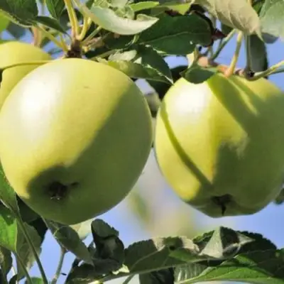 Яблоня САХАРНАЯ в Новополоцке