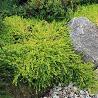 Водяника БЕРНШТЕЙН черная в Новополоцке