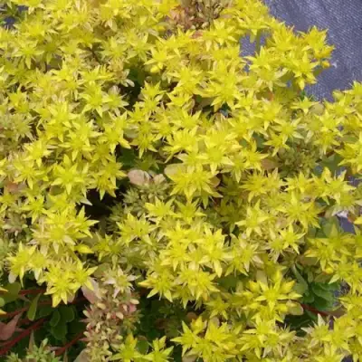 Очиток (седум) ИММЕРГРЮНХЕН в Новополоцке