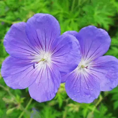 Герань БРУКСАЙД гибридная в Новополоцке