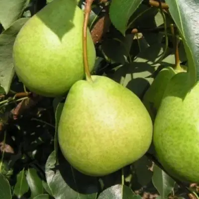 Груша ЛАГОДНАЯ в Новополоцке