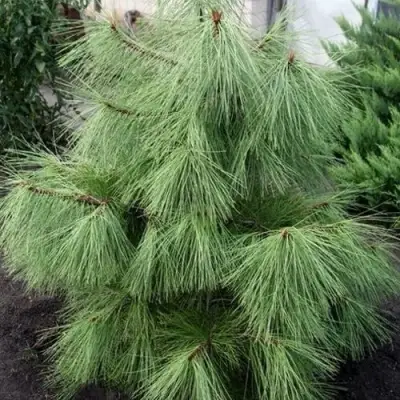 Сосна желтая  в Новополоцке