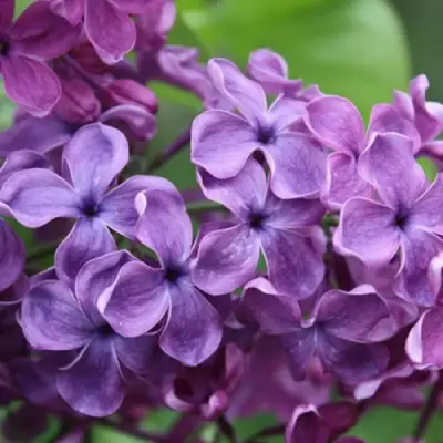 Сирень СУМЕРКИ в Новополоцке