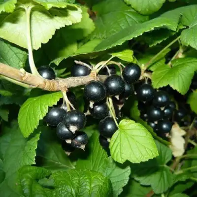 Смородина черная БАГИРА в Новополоцке