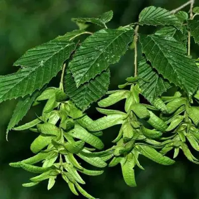 Граб  в Новополоцке