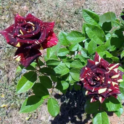 Роза АБРАКАДАБРА чайно-гибридная в Новополоцке