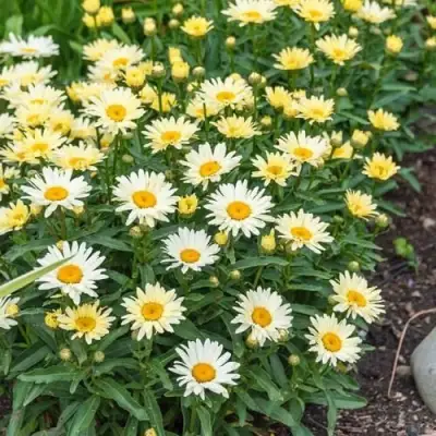 Нивяник БРОДВЕЙ ЛАЙТС великолепный в Новополоцке