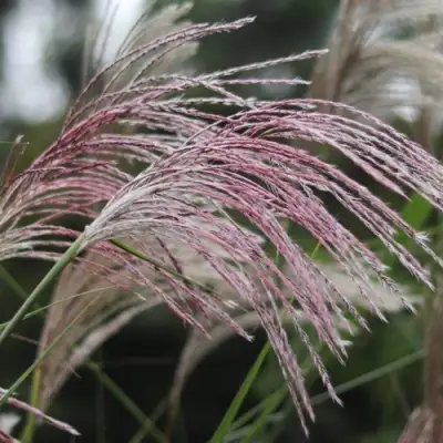 Мискантус МАЛЕПАРТУС китайский  в Новополоцке