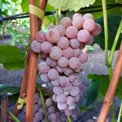 Виноград РИЛАЙНС ПИНК СИДЛИС в Новополоцке