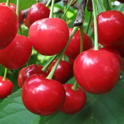 Дюк ПРЕВОСХОДНАЯ ВЕНЬЯМИНОВА в Новополоцке