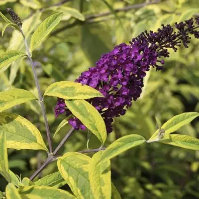 Буддлея давида САНТАНА  в Новополоцке