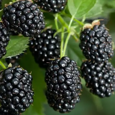 Ежевика ЧЕРНАЯ МАГИЯ ремонтантная  в Новополоцке