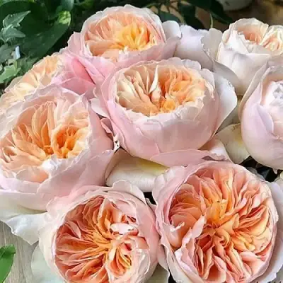 Роза ДЖУЛЬЕТТА английская в Новополоцке