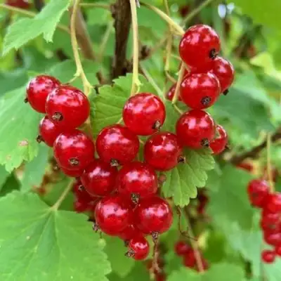 Смородина красная МААРСЕС ПРОМИНЕНТ в Новополоцке