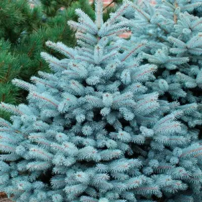 Ель СУПЕР БЛЮ СИДЛИНГ колючая в Новополоцке