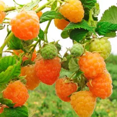 Малина ЗОЛОТЫЕ КУПОЛА в Новополоцке