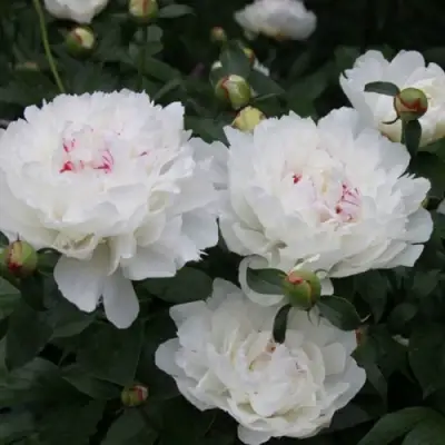 Пион ФЕСТИВА МАКСИМА травянистый в Новополоцке