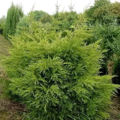 Можжевельник КУРИВАО ГОЛД китайский в Новополоцке