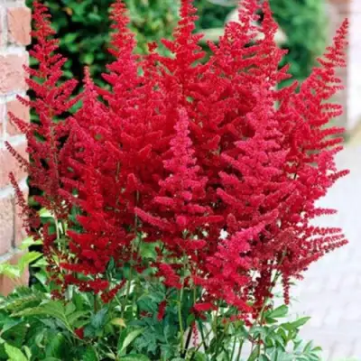 Астильба БУРГУНДИ РЕД Арендса в Новополоцке