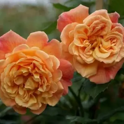 Роза АЛОХА плетистая в Новополоцке