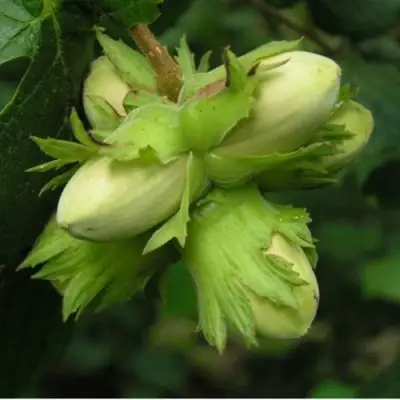 Фундук ТАМБОВСКИЙ ПОЗДНИЙ в Новополоцке